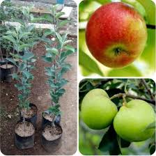 Sedangkan struktur dari biji buah apel terdiri dari kulit biji (spermodermis) yang berasal dari selaput bakal biji (integumentum). Jual Bibit Buah Apel Manalagi Malang Okulasi Bibit Biji Benih Shopee Indonesia