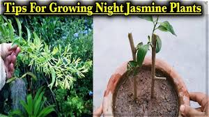 The fragrance given off by the flowers when they open up at night will permeate through out your garden. Night Blooming Jasmine Ll How To Grow Faster And Care Night Blooming Jasmine Ll Raat Ki Rani Plant Youtube