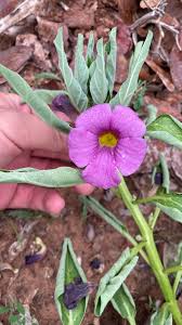 Image result for Pterodiscus elliottii