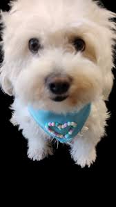 🩷, #frise #frisé #maltes #dogs #doglover #dogsofinstagram #bichonmaltes  #bichonfrisé #perros , #puppy #puppies #mexico🇲🇽 #perritosfelices  #perrosinfluencers #doglife #bichongram #dog #trufa #viral, ...