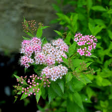 Image result for Spiraea japonica ´Little Princess