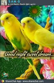 pin by durai raj uc on durai collection animals parrot happy monday