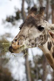 Giraffe eating grass and enjoying in sunny day. Giraffe Essen Gras Stockfotos Freeimages Com