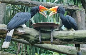Sembilan spesies daripadanya berasal endemik di bagian. Rhinoceros Hornbill Enggang Gading Rangkong Steemit
