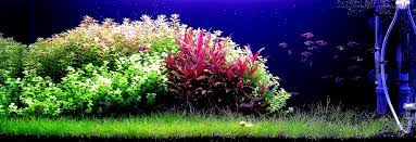 quin walker adli kullanicinin large aquaria panosundaki pin tank akvaryum fotograf