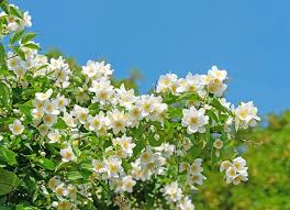 Bilden sich die kleinen und zahlreichen blütenknospen an der pflanze heraus. Pfeifenstrauch Bauernjasmin Pflanzen Pflegen Vermehren Und Uberwintern