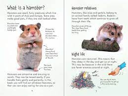 Looking After Hamsters Syrian Hamster Cute Hamsters Roborovski Hamster