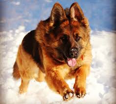 German shepherd breeders located in new south wales. How To Grow A German Shepherd Sylvan Lake News