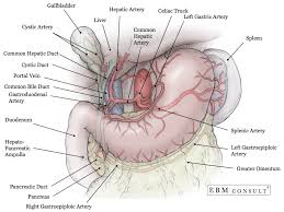 It is a large organ, with its major lobe occupying the right side of the abdomen below the diaphragm, while the narrower left lobe extends all the way across the abdomen to the left. Anatomy Liver And Gallbladder