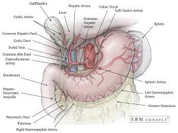 Check spelling or type a new query. Anatomy Liver And Gallbladder