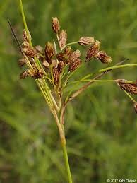 Image result for Scirpus pendulus