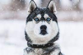 Pin On Siberian Huskies