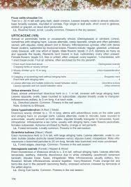 Image result for Girardinia bullosa