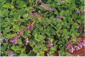 Image result for Lablab