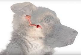 We did not find results for: Why You Should Clean Your Dog S Ears How To Do It Vetericyn Animal Wellness