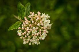 Evergreen viburnum varieties dwarf viburnum varieties identifying viburnum varieties fragrant honeysuckle varieties fragrant camellia varieties fragrant clematis varieties fragrant. 12 Species Of Viburnum Shrubs