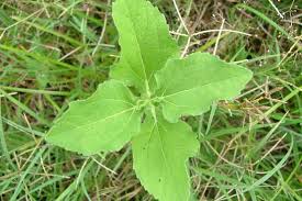 Image result for Acanthospermum