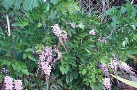 Image result for Indigofera adenoides