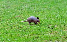 Wildlife Identification Prevention Wildlife In Greater Austin Tx
