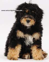 Harli A Mini Bernedoodle Bernedoodle Bernese Mountain Dog Poodle Puppies