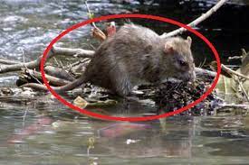 Menurut keterangan petugas medis, gejala kencing tikus itu antara lain demam, mata merah, nyeri otot, sakit kepala, dan penurunan frekuensi buang air kecil. Awas Jangan Sampai Terinfeksi Virus Kencing Tikus Saat Banjir Mnctrijaya Com
