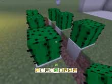 A cactus can be mined by hand without taking damage. How To Grow Cactus In Minecraft