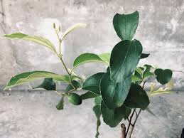 Pemanfaatan daun bidara untuk kesehatan bisa dilakukan dengan berbagai cara. Kenali Pokok Bidara Dan Khasiatnya