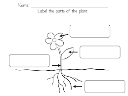 Learn about parts of flower with the help of this worksheet. Parts Of Plant Worksheet For First Grade Printable Worksheets Science Plants Math The Science Worksheets For Grade 1 Plants Worksheets Math The Basic Skills Home Tution Ecu Math Placement Test Time Problems