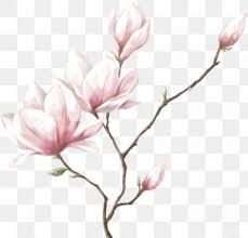 Watercolor Painting Magnolia Flower Drawing Png 700x700px Watercolor Painting Art Artificial Flower Blossom Canvas Print Download Free Watercolor painting magnolia flower, orchid tree. watercolor painting magnolia flower