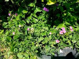 Image result for Oxalis latifolia