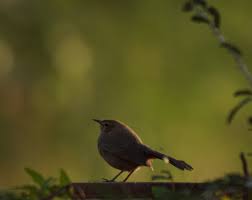 I have spotted a indian black robin bird (saxicoloidesfulicata) in bannerghatta national park during morning forest trekking. Birds Of Gujarat Large No Of Bird Collection And Species In Gujarat