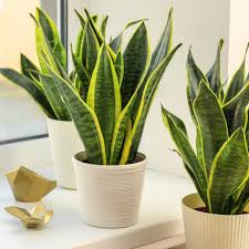 Image result for Sansevieria nilotica