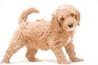 How Much Does a Cockapoo Cost? (2020) | Spend On Pet