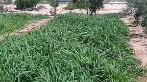 تبلغ مساحة الجمهورية التونسية 163,610 كم2. Agrimax Seeds Ø§Ù„Ø¨ÙˆÙ†ÙŠÙƒØ§Ù… Ø³ÙˆØ¨Ø± Ù…ÙˆÙ…Ø¨Ø§Ø³Ø§ F1 ÙÙŠ ØªÙˆÙ†Ø³ Ù†Ø¬Ø§Ø­ Facebook