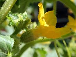 Image result for male flowers cucumber