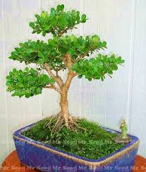 Image result for Buxaceae