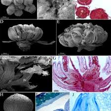 Image result for Monadenium filiforme