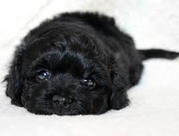 Puppies For Sale Havanese Havanese Puppies Havanese Dogs