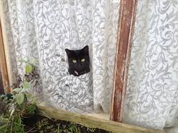 Choosing the right window treatment can help protect your pets and your home décor. Best Curtains For Cats