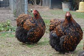 Galline Ornamentali Orpington Galline Polli Domestici Razze Di Polli