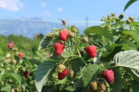 Herbsthimbeeren Sorten Unser Sortiment Im Uberblick