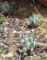 Image result for Senecio sp.no.3