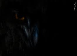Una fotografía de una hiena con apariencia fantasmal ganó el premio  Wildlife Photographer of the Year 2025 | CNN