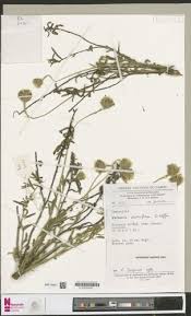 Image result for Launaea rogersii