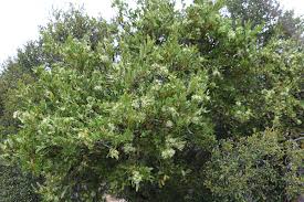 Image result for Euclea undulata