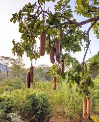 Image result for Kigelia africana