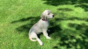 Now, lanette and her husband live on 225 acres in Golden Retriever Puppies Tilly Puppies