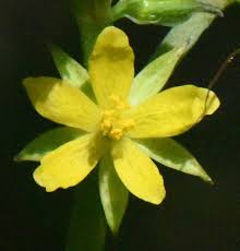 Image result for Corchorus saxatilis