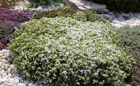 Vorteile von thymian als bodendecker. Polster Thymian Pflanzen Und Pflegen Mein Schoner Garten