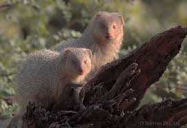The indian gray mongoose or common gray mongoose is a species of mongoose mainly found in southern asia mainly india, pakistan, nepal, sri lanka and some other parts of asia. Adw Herpestes Edwardsi Information